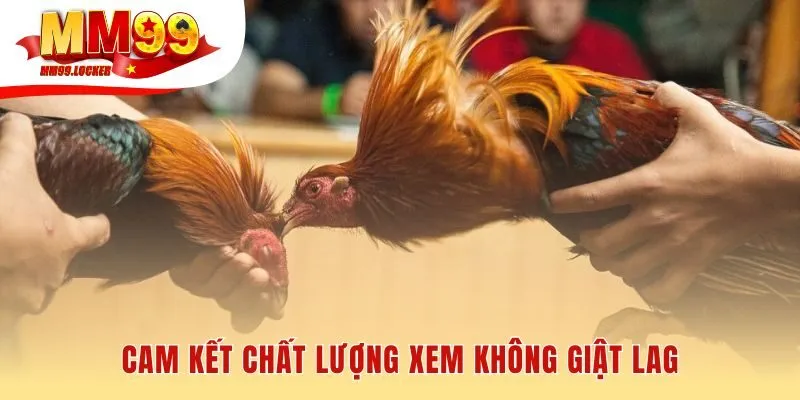 Nền tảng xem đá gà trực tiếp mượt mà chất lượng HD