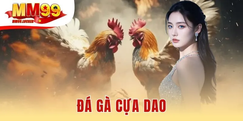 Đá gà cựa dao