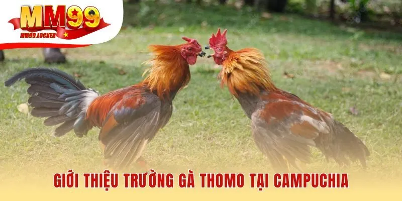 Thomo là trường đấu hợp pháp và quy mô nhất Campuchia
