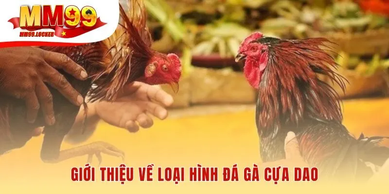 Cựa dao kim loại sắc bén định đoạt trận đấu nhanh chóng