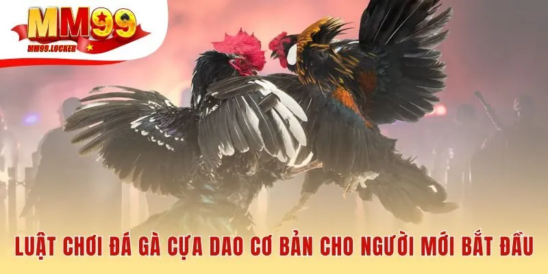 Luật đá gà cựa dao với tiêu chí phân định thắng thua rõ ràng