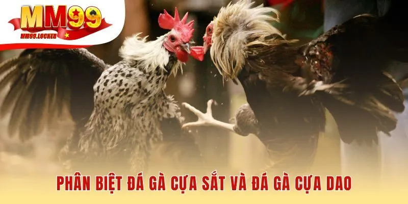 Cựa sắt thử thách sức bền còn cựa dao quyết định bằng tốc độ