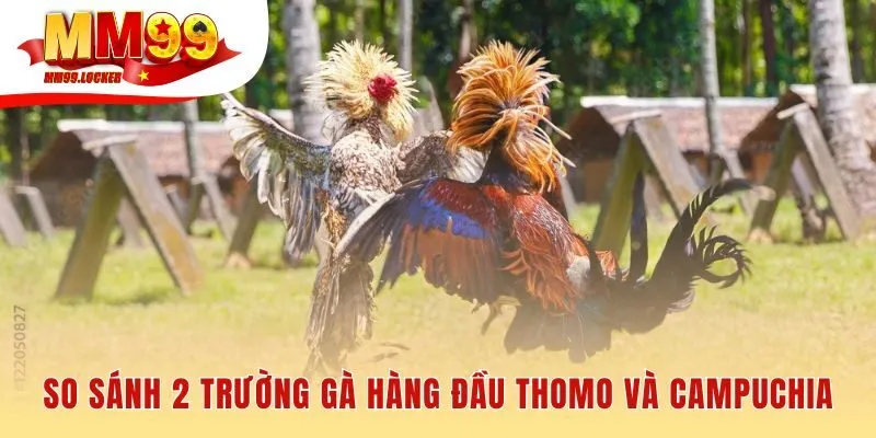 Đá gà MM99 so sánh hai trường gà Thomo và Campuchia