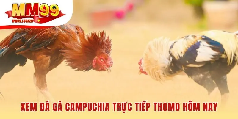 Trải nghiệm xem đá gà Campuchia khác biệt và đầy kịch tính