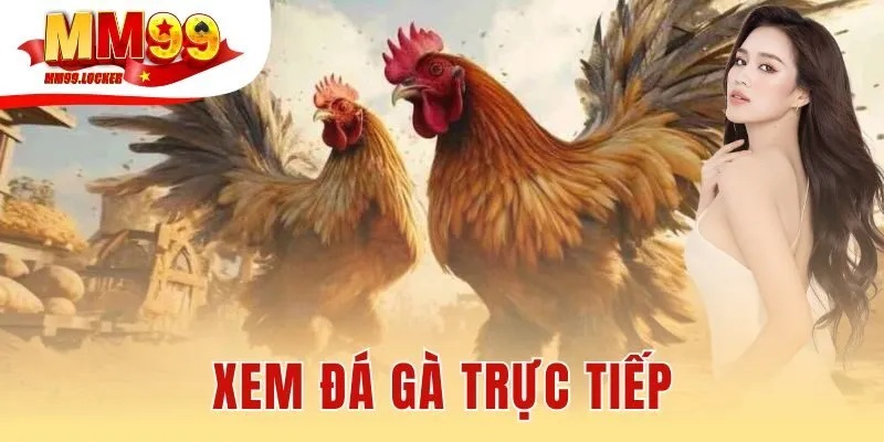 Xem đá gà trực tiếp