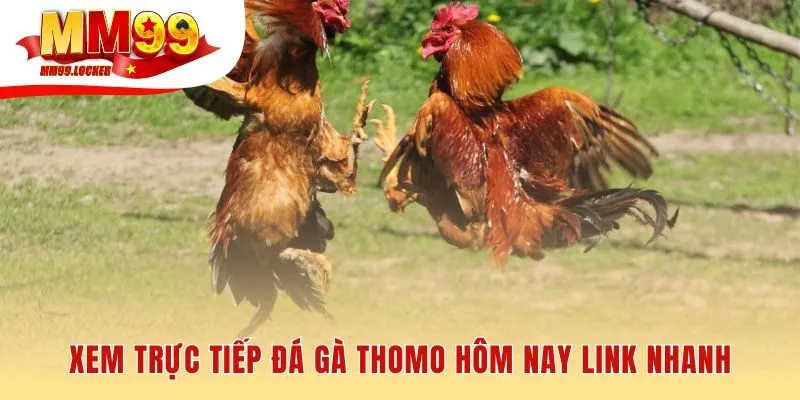 Link nhanh nhất xem đá gà trực tiếp Thomo hôm nay